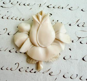 ivoryrose