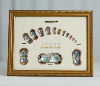 shelldisplay
